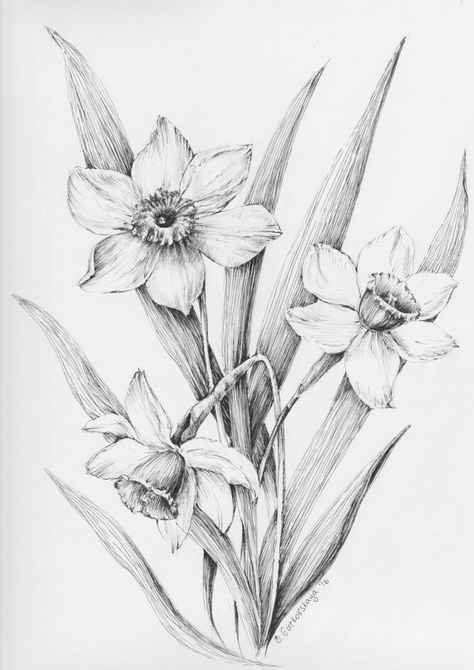 ART PRINT daffodil art Narcissus art  pen and by KrazyKatLady2015 Narcissus Drawing, Narcissus Tattoo, Poppy Drawing, Narcissus Flower, Black And White Sketches, Daffodil Flower, Flower Sketches, Floral Drawing, Plant Drawing