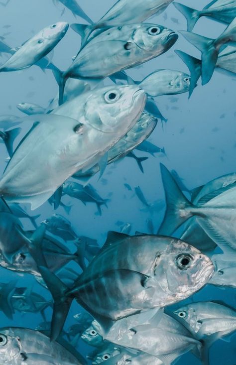 School Of Fish Photography, Fish Close Up, Ocean Fish Photography, Sea Fish Photography, Lionfish Photography, Fish In Ocean, Schools Of Fish, Fish In The Ocean, Boat Photography