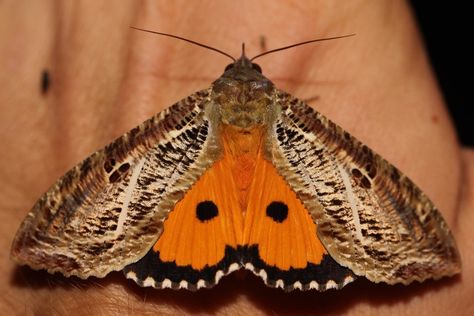 Underwing Moth, New Guinea, Cute Creatures, The Family, Moth, Insects, Coloring Books, Dots, Australia