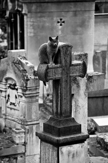 Cemetery Aesthetic, Black Cat Aesthetic, Cemetery Statues, Funny Sports Pictures, Pet Cemetery, Angel Statue, Grumpy Cat Humor, Old Cemeteries, Image Chat