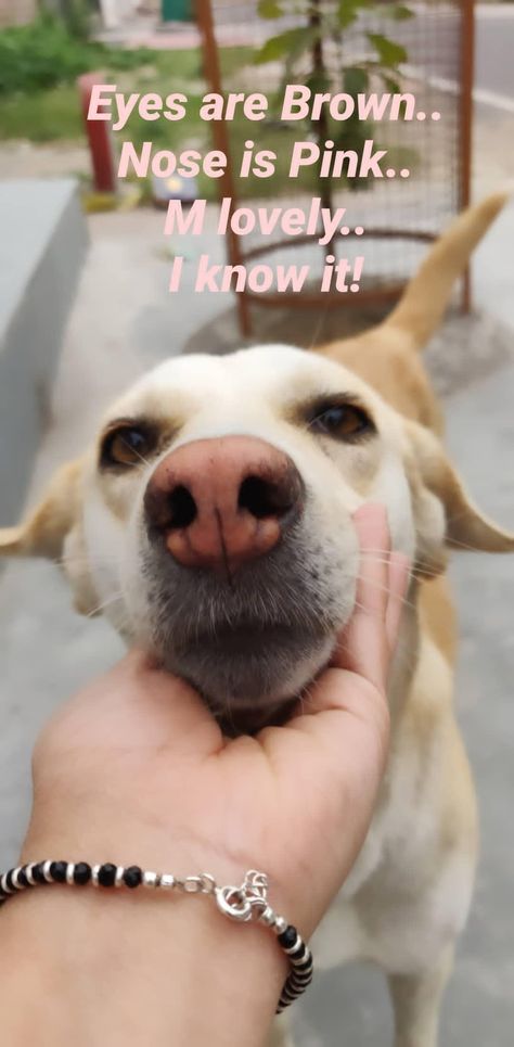 Indian Street Dogs Pink nose Caption For Street Dogs, Street Dog Snapchat Story, Street Dogs Quotes, Street Dog Snap, Dog Snapchat Story Indian, Street Dogs Photography, Street Dogs Aesthetic, Indian Street Dog, Puppy Yoga