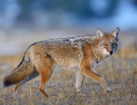 Photo @ladzinski / A close relative to the Gray Wolf, the #Coyote is an extremely adapted predator. It's widely spread throughout North and Central America and found in nearly every environment, including densely populated urban areas. It's omnivorous diet, stealth-fullness and ability to assimilate has made it a very successful species. Coyote Aesthetic, Coyote Wallpaper, Coyote Animal, Animal Mashups, Dog Corner, Coyote Hunting, Animal Print Wallpaper, Animal Photos, Lone Wolf