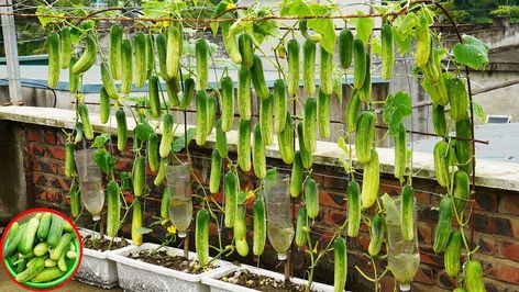 Growing Cucumbers In A Vertical Garden With A Lot Of Fruit | garden, fruit | Growing Cucumbers In A Vertical Garden With A Lot Of Fruit | By DIY Balcony Garden Diy Balcony Garden, Growing Cucumbers Vertically, Cucumber Varieties, Fruit Growing, Garden Fruit, Diy Balcony, Fruit Fruit, Cucumber Plant, Cucumber Seeds