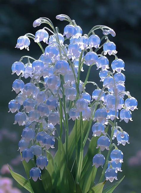 Fav Flower, Pretty Flowers Pictures, Lily Of The Valley Flowers, Valley Flowers, Food Anime, Blue Lily, Nothing But Flowers, Flower Therapy, Pretty Flower