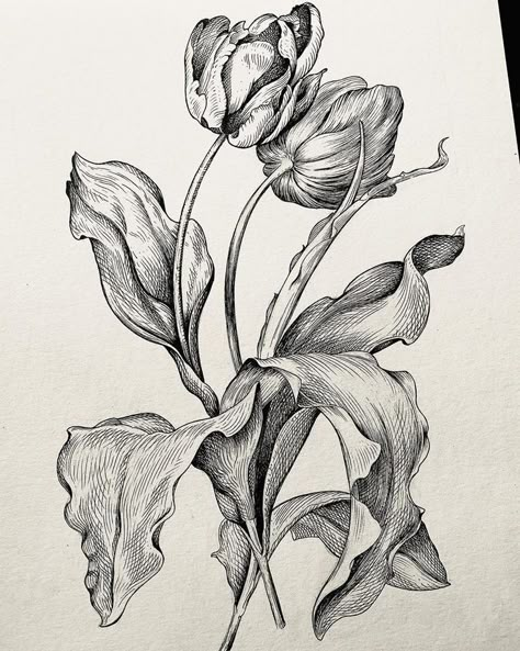 Window Flowers, Tulip Drawing, Tulip Tattoo, Orange Tulips, Good Wishes, Flower Art Drawing, Flower Sketches, Floral Drawing, Purple Tulips