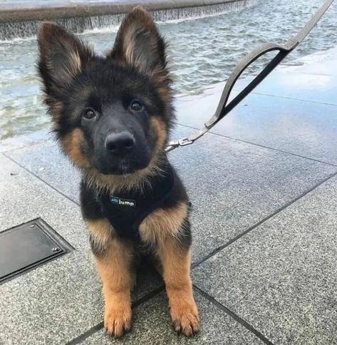 🐶🐶🐶 Baby German Shepherds, German Sheperd Dogs, Gsd Puppies, Pretty Dogs, Cute Dogs And Puppies, Shepherd Puppies, Cute Animal Photos, German Shepherd Puppies, Cute Cats And Dogs