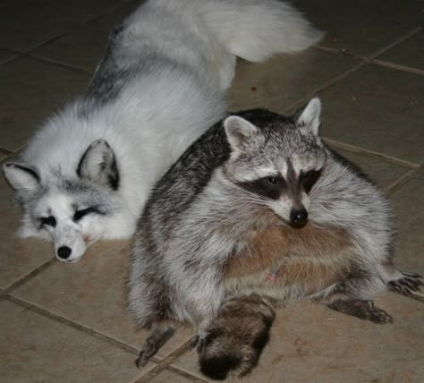 Fox And Raccoon, Cute Raccoons, Trash Pandas, Pet Raccoon, Baby Raccoon, Cute Raccoon, Raccoon Funny, Trash Panda, My Spirit Animal