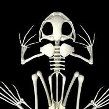 Frog skull Skeleton Simple, Frog Skull, Frog Skeleton, 3d Frog, Skeleton Model, Animal Skeletons, Animal Bones, Character Inspo, Nature Animals