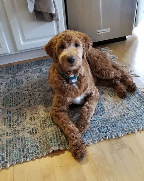 Golden Doodle Mohawk Haircut, Cute Golden Doodle Haircuts, Golden Doodle Haircut Styles Summer, Short Golden Doodle Haircut, Golden Doodle Face Haircut, Doodle Grooming Styles Short, Short Bernedoodle Haircut, Golden Doodle Face Grooming, Short Labradoodle Haircut