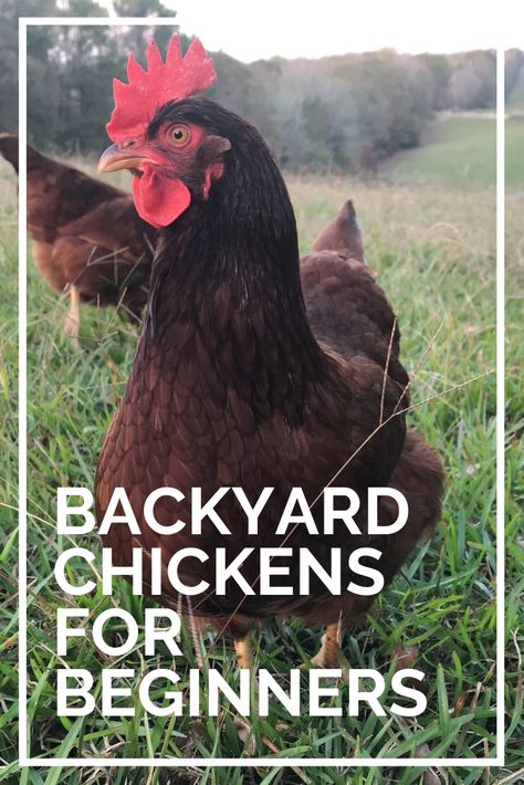 Rhode Island Red chickens in a grassy field Chickens For Beginners, Types Of Chickens, Chicken Owner, Backyard Chicken Farming, Raising Backyard Chickens, Backyard Flocks, Keeping Chickens, Building A Chicken Coop, Backyard Chicken Coops