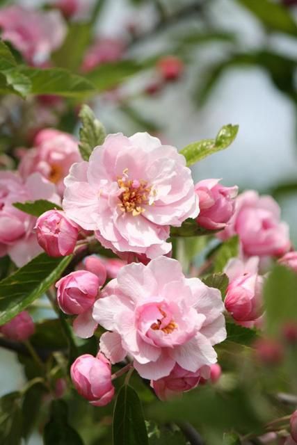 Crabapple/ Praire Rose | Pinelane Nursery Flowering Crabapple, Front Yard Plants, Prairie Rose, Apple Flowers, Landscape Plants, Crabapple Tree, Blooming Trees, Bloom Blossom, Rose Trees