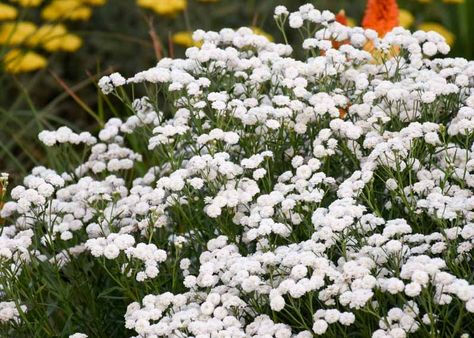 Achillea ptarmica 'Peter Cottontail' (Sneezewort) Bonfire Backyard, Achillea Ptarmica, Shared Street, Oudolf Garden, Entertaining Patio, Garden Design Outdoor, Silver Garden, High Country Gardens, Long Blooming Perennials