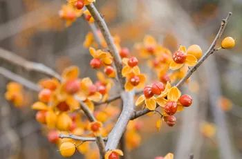 Bittersweet Plant, Bittersweet Vine, Clematis Flower, Garden Vines, Invasive Plants, Climbing Vines, Flowering Vines, Perfect Garden, Dried Flower Arrangements