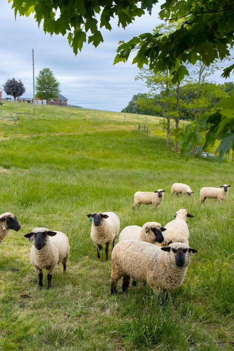 Sheep Grazing Fields, Sheep Photos, Sheep Wallpaper, Sheep Pictures, Suffolk Sheep, Sheep Paintings, Sheep Art, Animals Photography, Sheep Farm