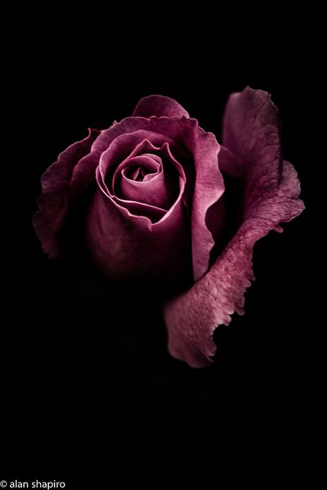 Dark Flowers, Rose Photography, Purple Rose, Beautiful Rose Flowers, Rose Wallpaper, Dark Photography, Love Rose, Dark Background, Inspiration Board