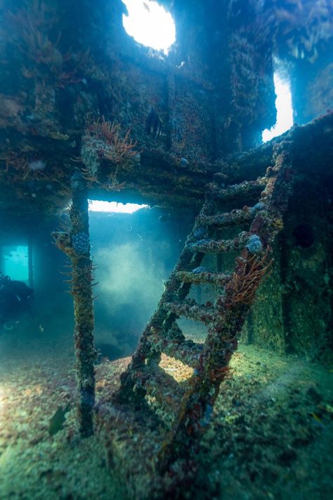 Paul Pichugin - 14/02/21 Inside the Lena shipwreck off the coast of Bunbury, Western Australia Shipwreck Concept Art, Sunken Ship Aesthetic, Mermaid Culture, Mermaid Shipwreck, Shipwreck Aesthetic, Underwater Library, Shipwreck Underwater, Spongebob Nostalgia, Underwater Shipwreck