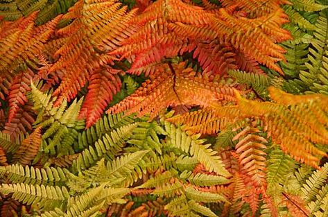 Flowering Shade Plants, Evergreen Ferns, Ferns Care, Autumn Fern, Wood Fern, Fern Plant, Woodland Garden, Buy Plants, Plant Combinations