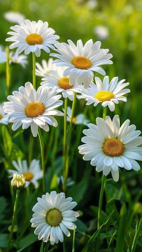 Daisy Flower Drawing, Daisy Wallpaper, Lovely Flowers Wallpaper, Wallpaper Nature Flowers, Pretty Landscapes, Flower Phone Wallpaper, Beautiful Flowers Pictures, Beautiful Blooms, Flower Pictures