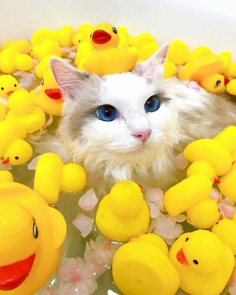 Make Your Own Story, Cat Skin, Cat Bath, Cat Model, Cute Cats And Dogs, Animals Of The World, Animal Memes, White Cat, Cat Pics