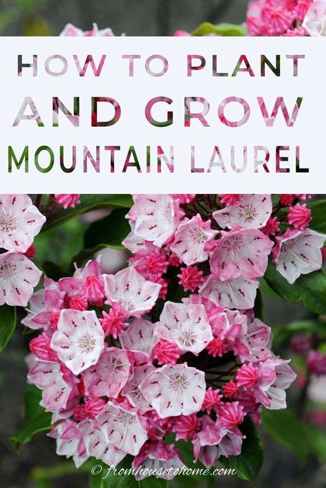 Learn all the details on how to grow and plant Mountain Laurel (Kalmia latifolia), an evergreen shade loving shrub with beautiful spring flowers. #fromhousetohome #gardeningtips #shadeplants #gardenideas #mountainlaurel #plants Laurel Bush, Laurel Shrub, Shade Loving Shrubs, Kalmia Latifolia, Plants Under Trees, Evergreen Bush, Shade Shrubs, Acid Loving Plants, Lenten Rose