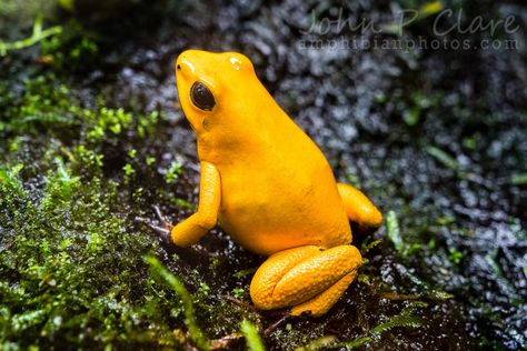 Golden Mantella Frog, Golden Poison Frog, Poisonous Tree Frog, Rainforest Tree Frog, Poison Frog, Poison Dart Frog Photography, Amazing Frog, Colorful Places, Animals