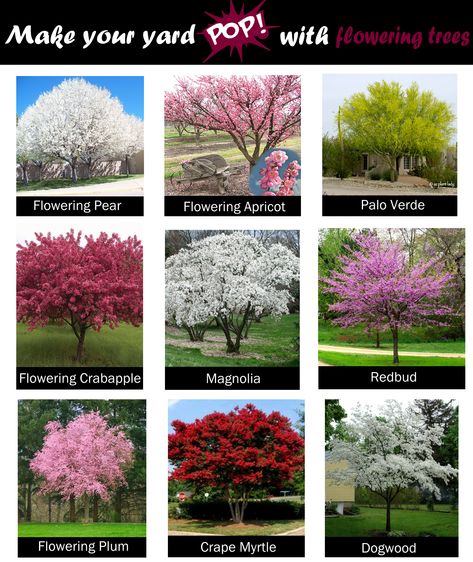 Flowering Trees Landscaping, Front Tree Ideas, Front Yard With Trees, Flower Trees For Front Yard, What Trees To Plant In Backyard, Plants For Landscaping Front Yards, Types Of Bushes, Trees Front Yard Landscaping, Tree Border Ideas Front Yards