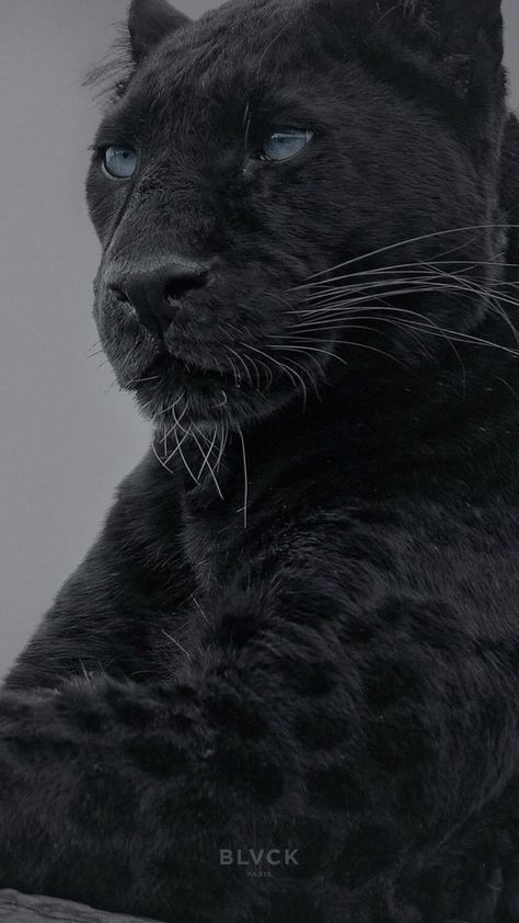 Black Jaguar Animal, Black Panther Cat, Panther Pictures, Panther Cat, Jaguar Animal, Lion Wallpaper, Black Jaguar, Most Beautiful Animals, Pretty Animals