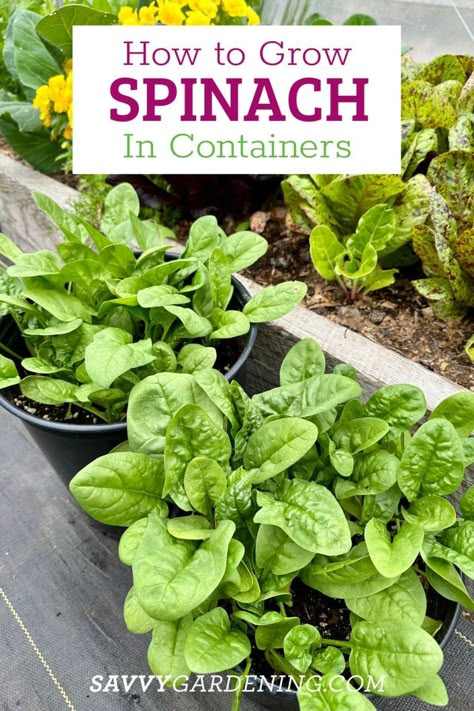 Grow Spinach In Containers, Spinach In Containers, Planting Spinach, How To Grow Spinach, Grow Spinach, Vegetables In Pots, Growing Spinach, Growing Vegetables In Pots, Tattoo Plant