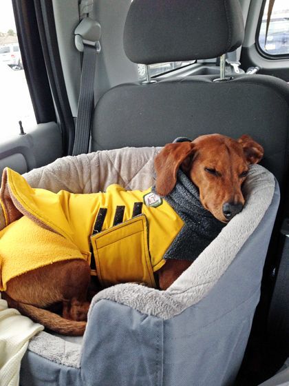 Dog Car Accessories, Illustration Travel, Travel Bed, Pet Car Seat, Dog Car Seats, Weenie Dogs, Pet Car, Dachshund Love, In A Car