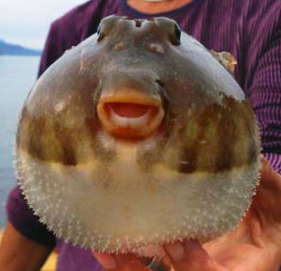 Pufferfish Pufferfish Cute, Ocean Reference, Winx Aisha, Fishing Aesthetic, Ugly Animals, Funny Fish, Seafood Platter, Puffer Fish, Beautiful Sea Creatures