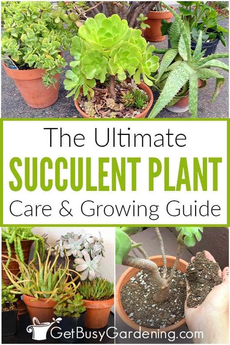 Garden Table Decor, Indoor Cactus Plants, Different Types Of Succulents, Plant Care Instructions, Houseplant Care, Succulent Garden Design, Gardening Diy, Succulent Garden Diy, Types Of Succulents