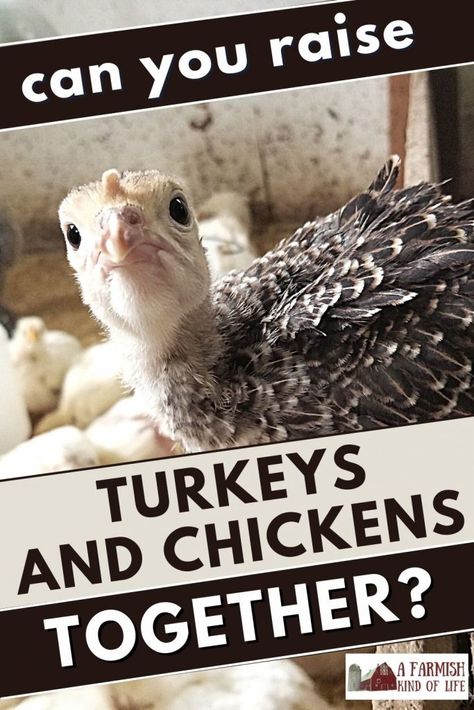 Meat Turkeys Raising, Raising Turkeys As Pets, Raising Turkeys With Chickens, Turkey Enclosure Ideas, Raising Turkeys For Meat, Turkey Housing, Turkey Pen Ideas, Turkey Coop Ideas Buildings, Turkey Raising