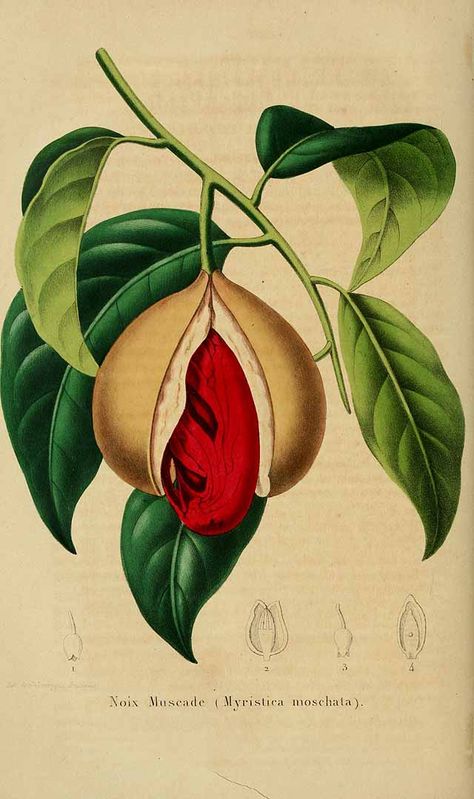 Nutmeg - Myristica fragrans - circa 1856 Diy Phone Wallpaper, Herbs Illustration, Myristica Fragrans, Spice Island, Scientific Illustration, Botanical Drawings, Plant Illustration, Old Book, Vintage Botanical