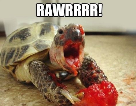 Turtles Funny, Tortoise Turtle, Humor Videos, Turtle Love, Cute Turtles, Baby Turtles, A Turtle, Cute Monsters, Interesting Photos