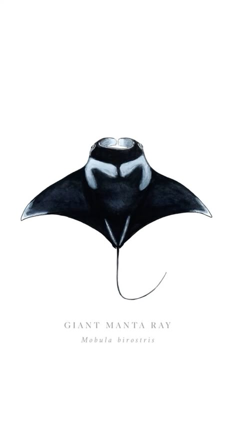 Manta Ray Wallpaper Iphone, Sea Ocean Aesthetic, Manta Ray Art, Ocean Posters, Paint Therapy, Stingray Tattoo, Denim Paint, Ray Tattoo, Orchid Tattoo