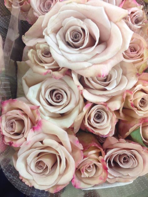 quick sand #roses #vintage #rustic Quick Sand Roses, Flower Encyclopedia, Quick Sand, Rustic Rose, Roses Vintage, June 2024, Paper Flowers, Roses, Plants