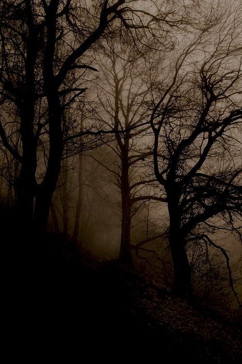 Creepy Woods, 숲 사진, Foggy Day, رعب نفسي, Dark Paradise, Forest Nature, Dark Places, The Mist, The Fog