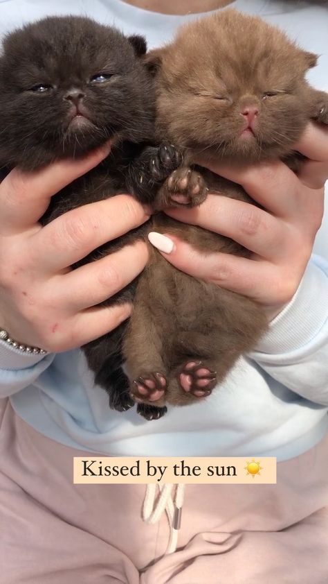 Brown Cat And Black Cat, Black And Brown Cats Together, Black And Brown Cat, Brown Kitten Aesthetic, Pfp Cats, Brown Pfp, Brown Kitty, Brown Cats, Chocolate Cat