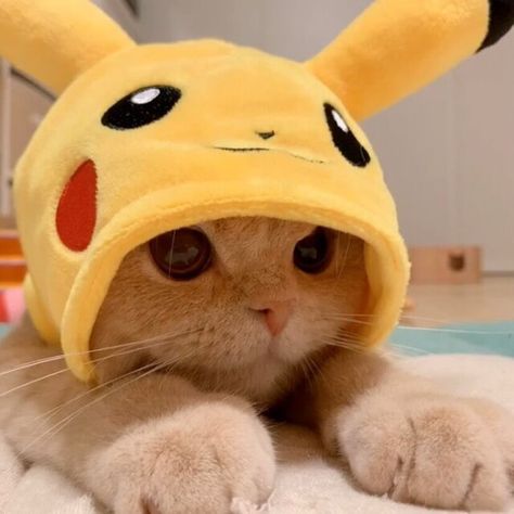 Chachamaru Loves His Hats, Just Like These 21 Other Cats Pfp Yellow, Pikachu Hat, Cat Pfp, Yellow Hat, Animal Jokes, Cute Hats, Cute Animal Drawings, Cute Creatures, Cat Pin