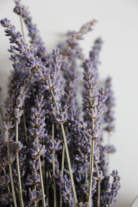 Lavanda Aesthetic, Hypnos Aesthetic, Lavender Photography, Lavender Crafts, Lavender Aesthetic, Lockwood And Co, Lavender Fragrance, Lavender Garden, Lovely Lavender