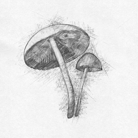 Still Life Pencil Shading, Mushroom Sketch, James Coleman, Emily Wood, Mushroom Paint, Five Friends, Pencil Shading, Hallway Bathroom, Concept Board