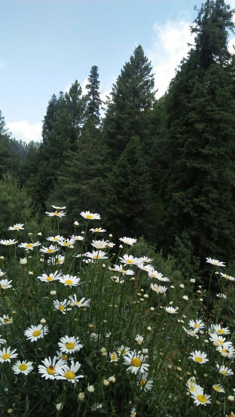 Nathia Gali, Daisies Wallpaper, Place Picture, Daisy Wallpaper, English Countryside, Aesthetic Pictures, Daisy, Quotes, Flowers