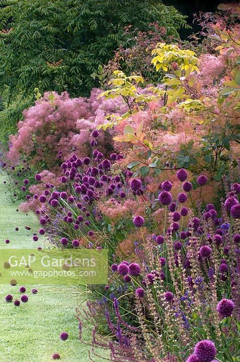 Prairie style border of Allium sphaerocephalon, Cotinus coggygria - Smoke Bush, Salvia and Rhus. The Walled Garden, Scampston, Yorkshire, UK Small Garden Patch Design, Prairie Style Garden, Salvia Border, Salvia Garden, Garden Bushes, Allium Garden, Cotinus Coggygria, Allium Sphaerocephalon, Bush Flowers