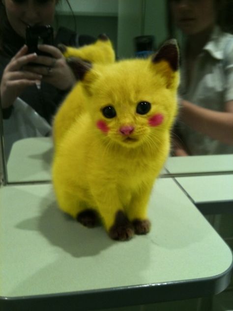 Pikachu Kitten, they chose you! Tumblr member huushlittlehoneyhive’s friend did a great job of turning this ordinary little feline into an electrified Pokémon.  Photoshopped Pikachu Kitten posted by huushlittlehoneyhive. Pikachu Cat, Cat Pokemon, Söt Katt, Madara Uchiha, Pet Costumes, Cute Kittens, Funny Animal Pictures, 귀여운 동물, Pokemon Go