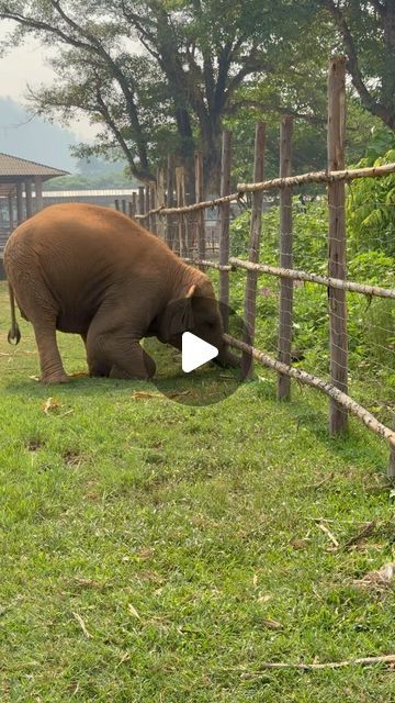 Breathtaking Places Nature, Unlikely Animal Friends, Funny Animal Clips, Funny Elephant, Happy Elephant, Cute Piglets, Her Personality, Save The Elephants, Big Animals