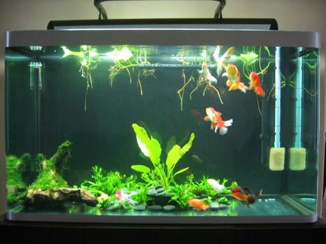 This is totally a Solid Gold tank. Looks like live plants and bare bottom tank. Another good choice of setup. Goldfish Oranda, Aquarium Design Ideas, Fish Tank Ideas, Axolotl Tank, Goldfish Aquarium, Fancy Goldfish, Fish Pond Gardens, Goldfish Tank, Betta Fish Types