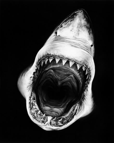 This is a charcoal drawing by Robert Longo. Really. And this is a view that I hope never to see in real life. Hai Tattoo, Shark Drawing, Charcoal Drawings, Drawing Faces, Louise Bourgeois, White Sharks, Shark Week, Great White Shark, 판타지 아트