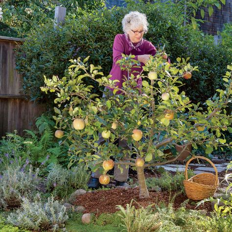 Four Reasons to Prune Your Fruit Tree for Small Size - Storey Publishing Pruning Apple Trees, Small Fruit Trees, Fruit Trees Backyard, Fast Growing Shade Trees, Fruit Tree Garden, Prune Fruit, Fruit Growing, Green Backyard, Pruning Fruit Trees