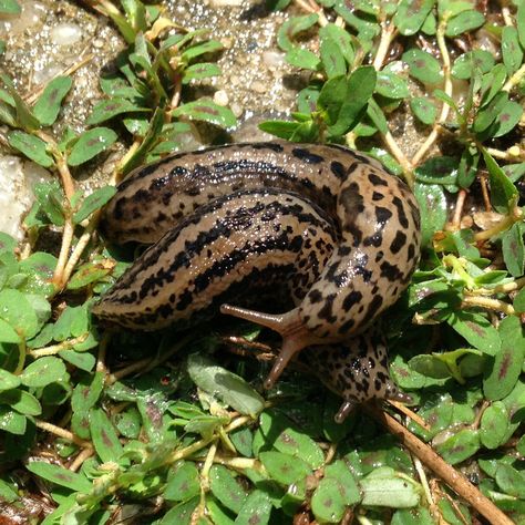 The leopard slug leads an interesting double life. #wildlifewednesday Leopard Slug, Slug, Slugs In Garden, Molluscs, Double Life, Cerámica Ideas, Cool Bugs, Arthropods, Arachnids