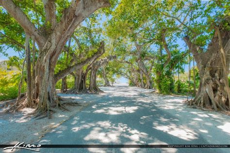 Banyan Street Boca Grande Florida Gasparilla Island Mapping Techniques, Tone Mapping, Boca Grande Florida, Gasparilla Island, Florida Destinations, Florida Photography, Timing Is Everything, Salty Hair, Sun Rise